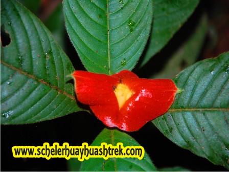 Bellas Flores de la Selva